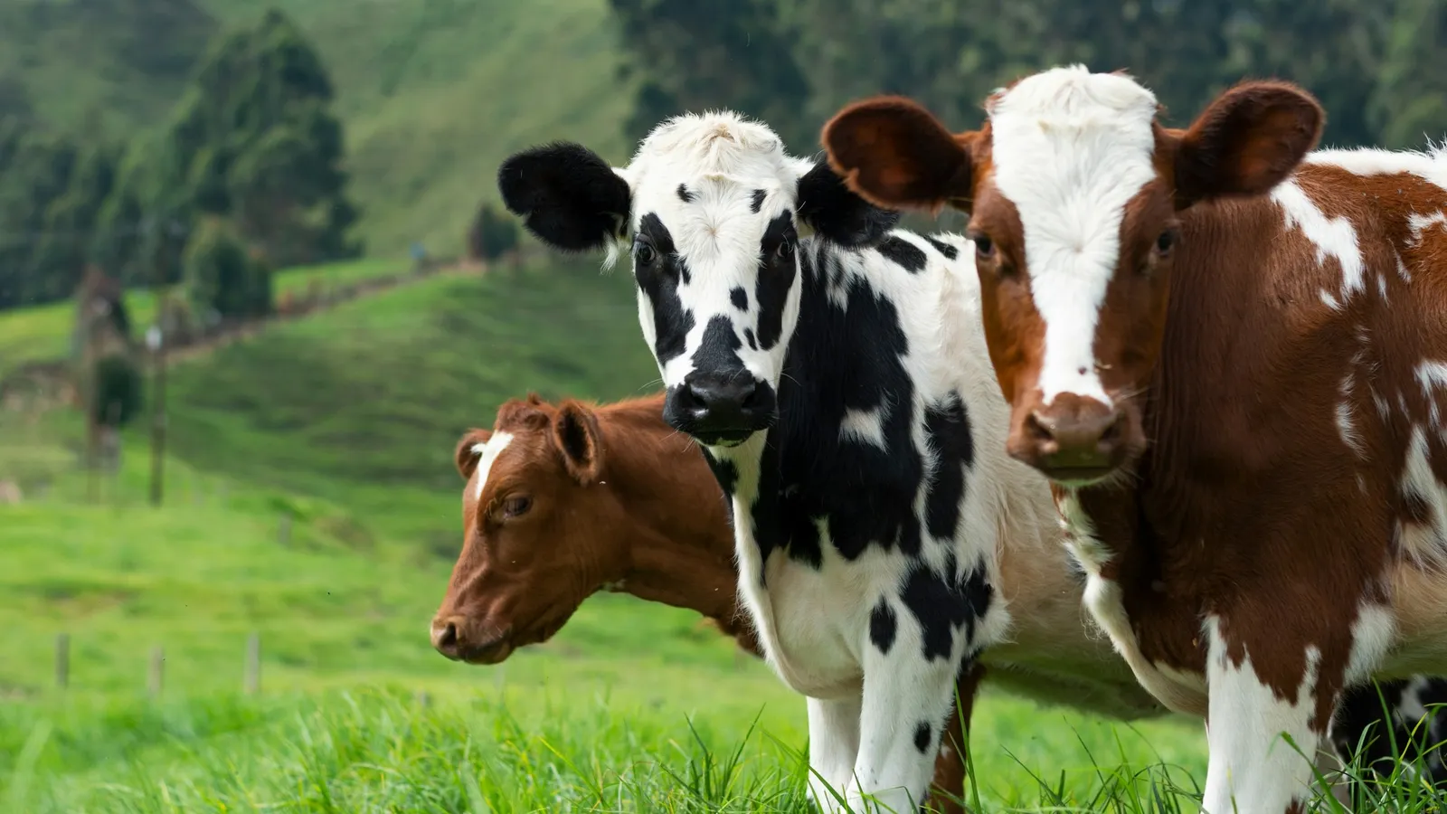 Cows grazing on a green hillside