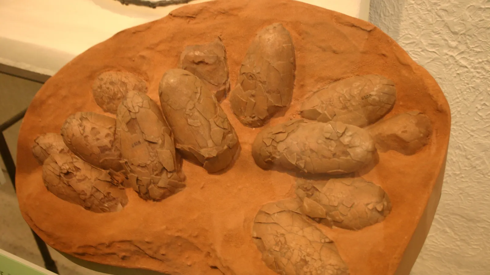 Cracked, elongated fossil dinosaur eggs arranged in a reddish sandstone block on display