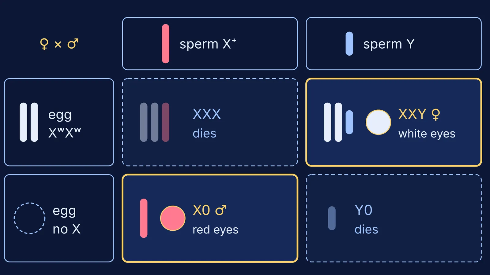 Cross grid showing nondisjunction producing XXY white-eyed females and X0 red-eyed males