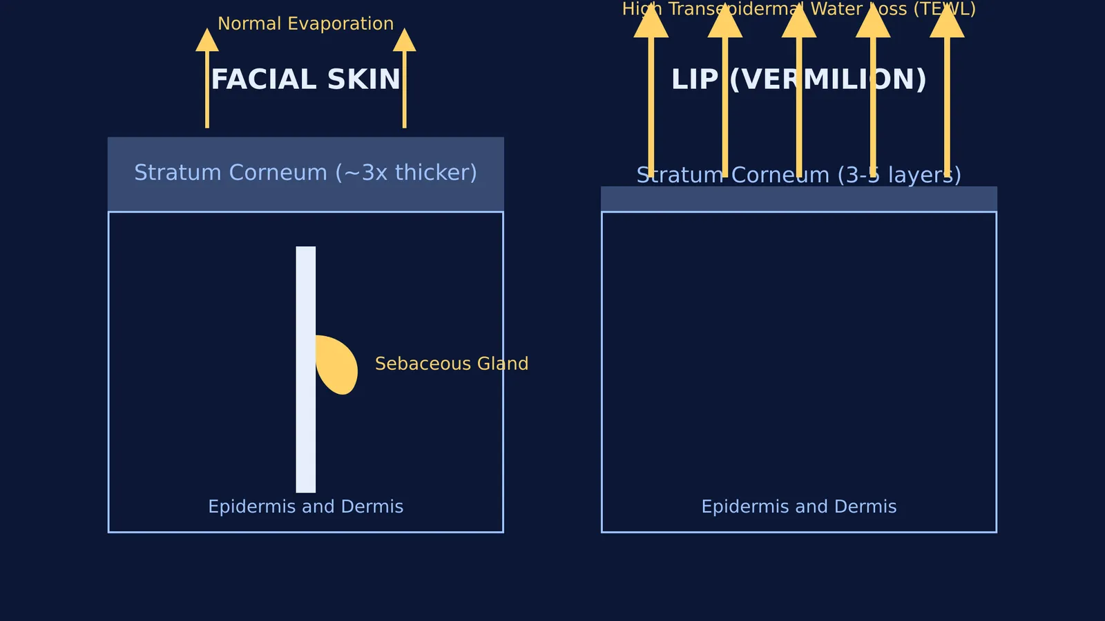 Cross-section comparing facial skin and lip skin thickness