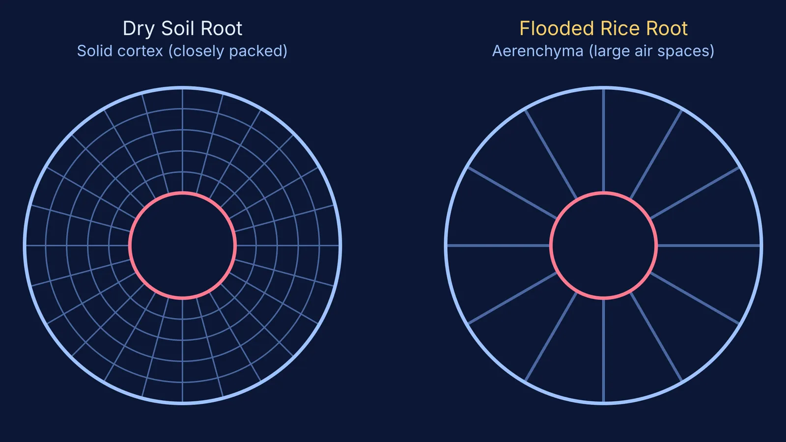 Cross-section comparison of a dry soil root and a flooded rice root with aerenchyma