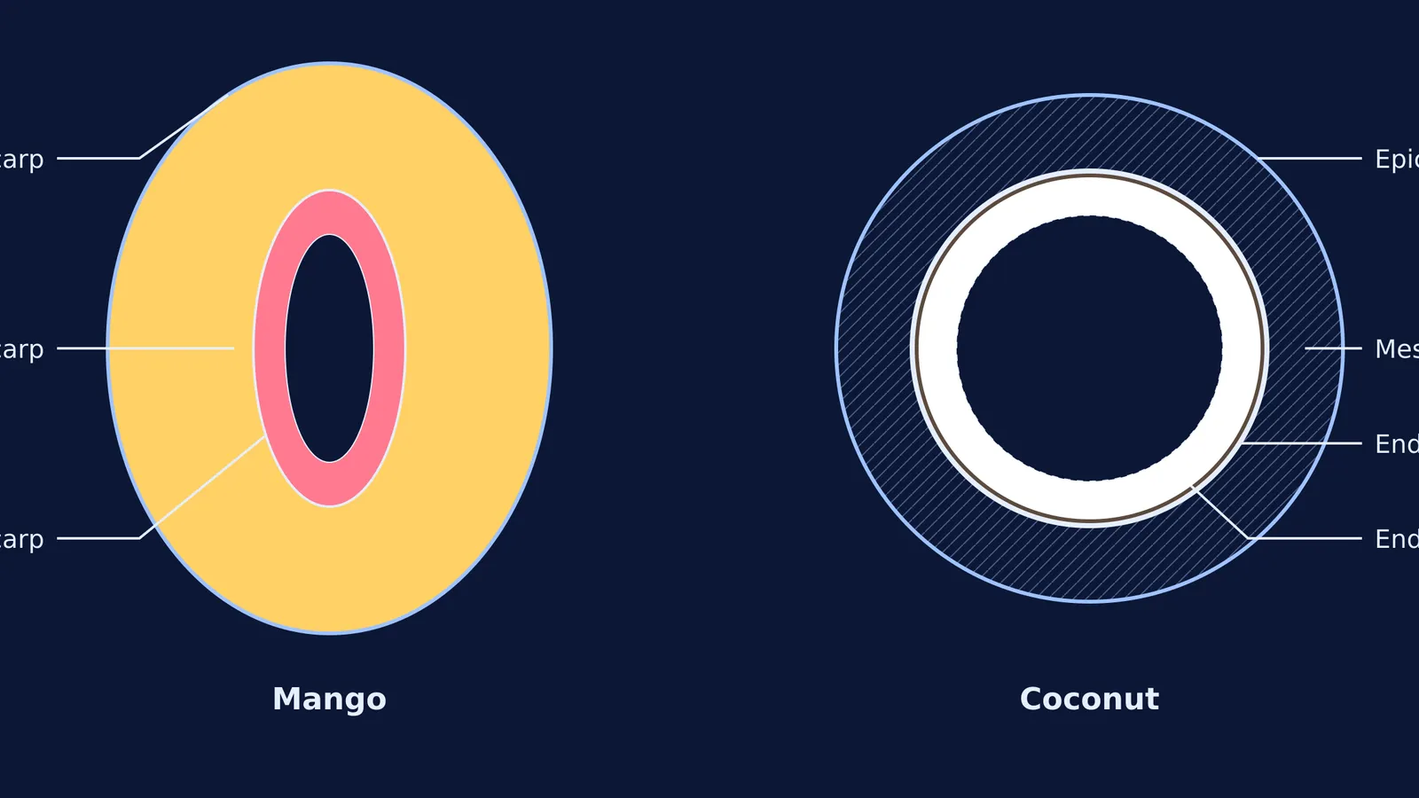 Cross-section comparison of a mango and a coconut