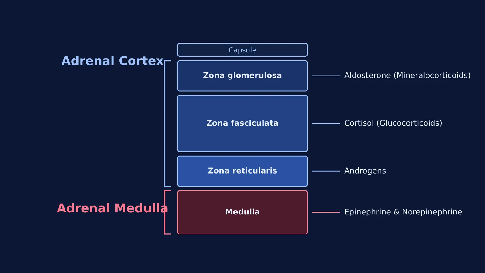 Cross-section diagram of adrenal gland showing cortex and medulla layers