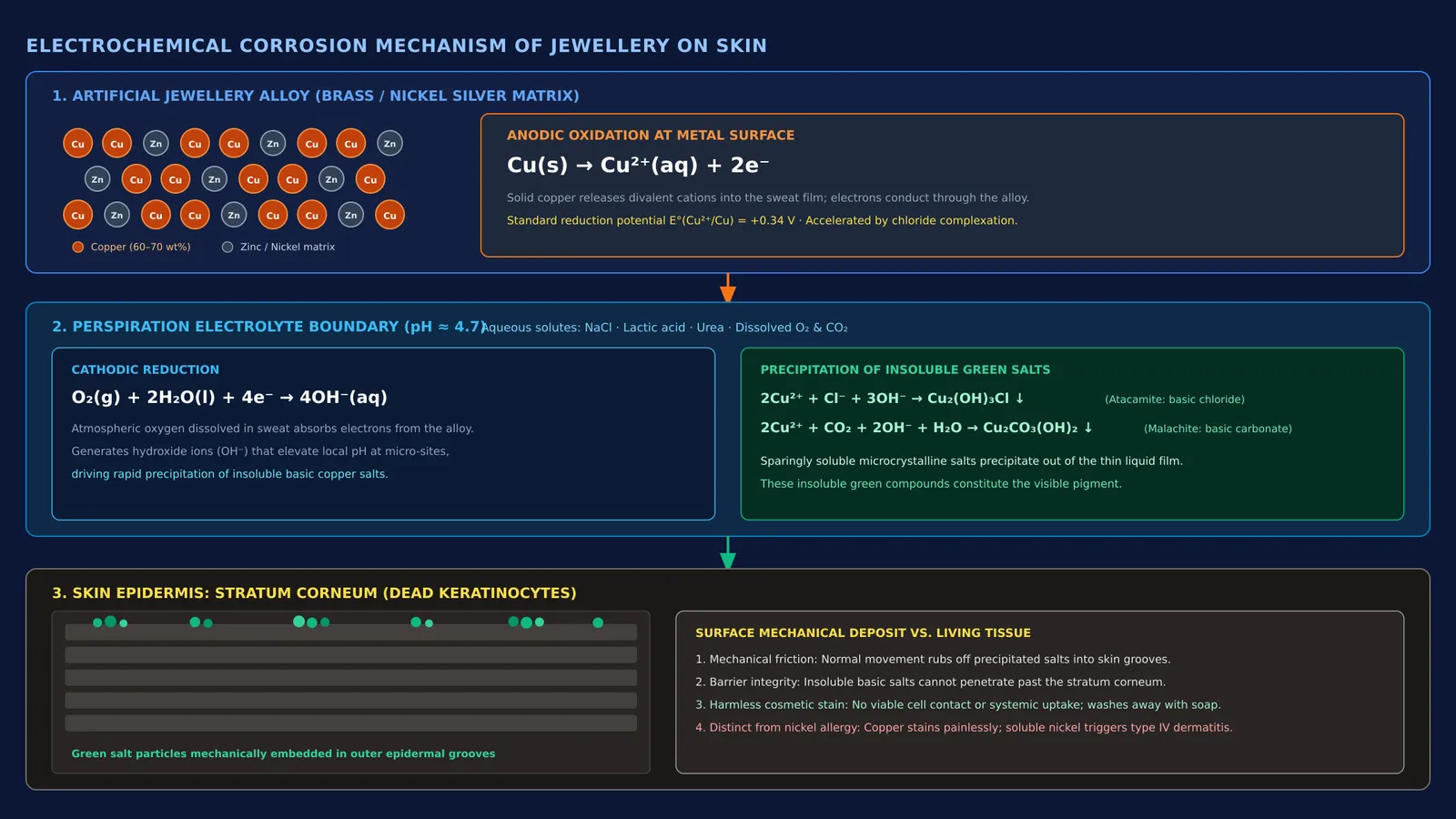 Cross-section diagram of copper jewellery corroding in sweat to deposit green salts on skin