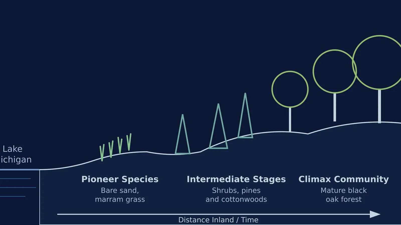 Cross-section diagram of sand dunes showing succession from pioneer grasses near the lake to mature oak forest inland
