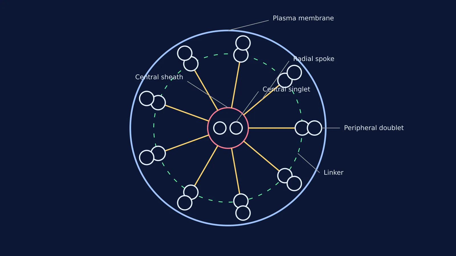 Cross section of a 9+2 axoneme showing microtubules and radial spokes