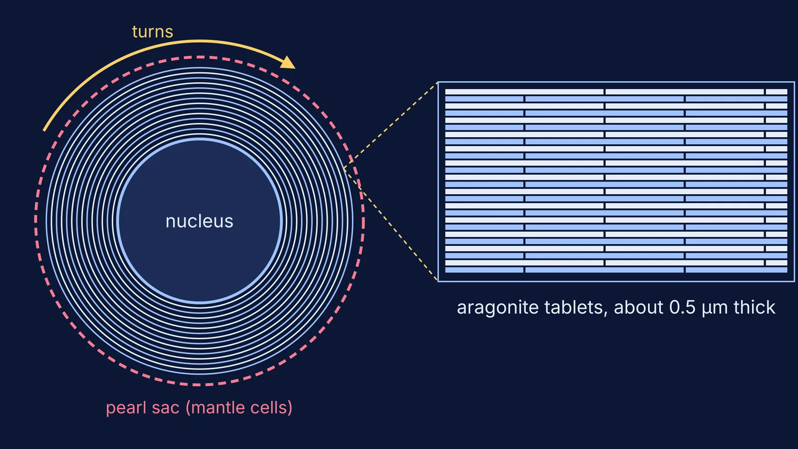 Cross-section of a cultured pearl with nacre rings and brick-like aragonite tablets