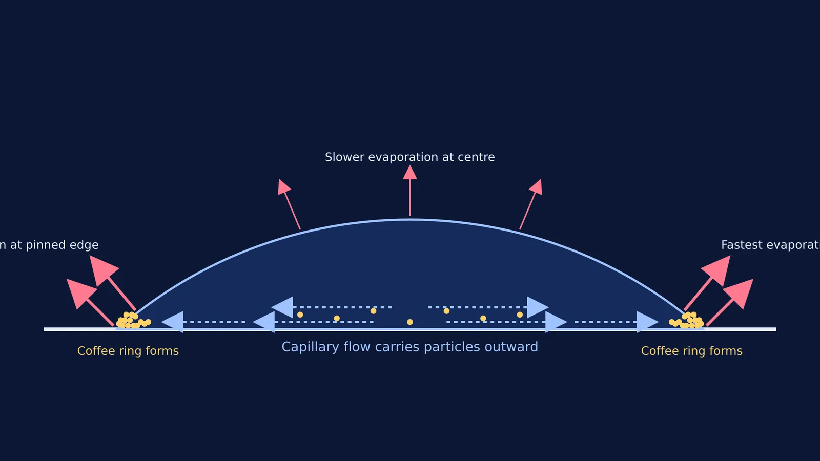 Cross-section of a drying drop showing outward capillary flow and evaporation at pinned edges.
