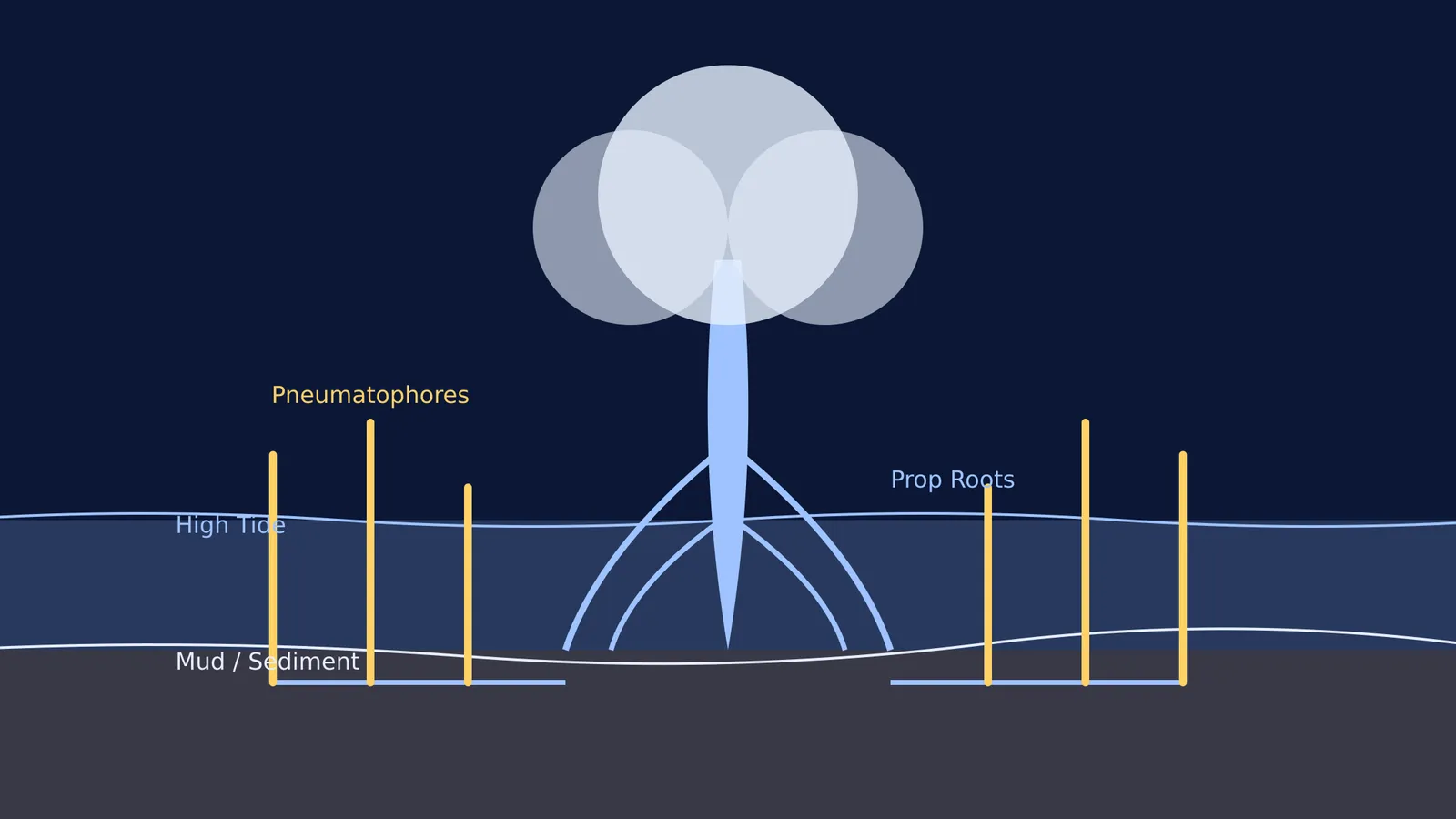 Cross-section of a mangrove tree showing pneumatophores, prop roots, and water levels