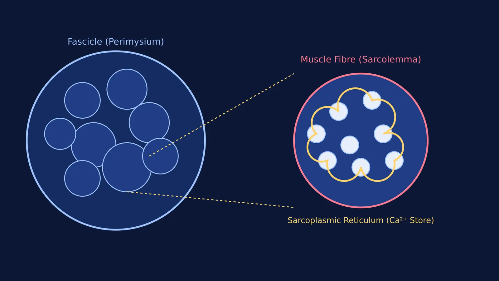 Cross-section of a muscle fascicle and an enlarged fibre showing the sarcoplasmic reticulum.