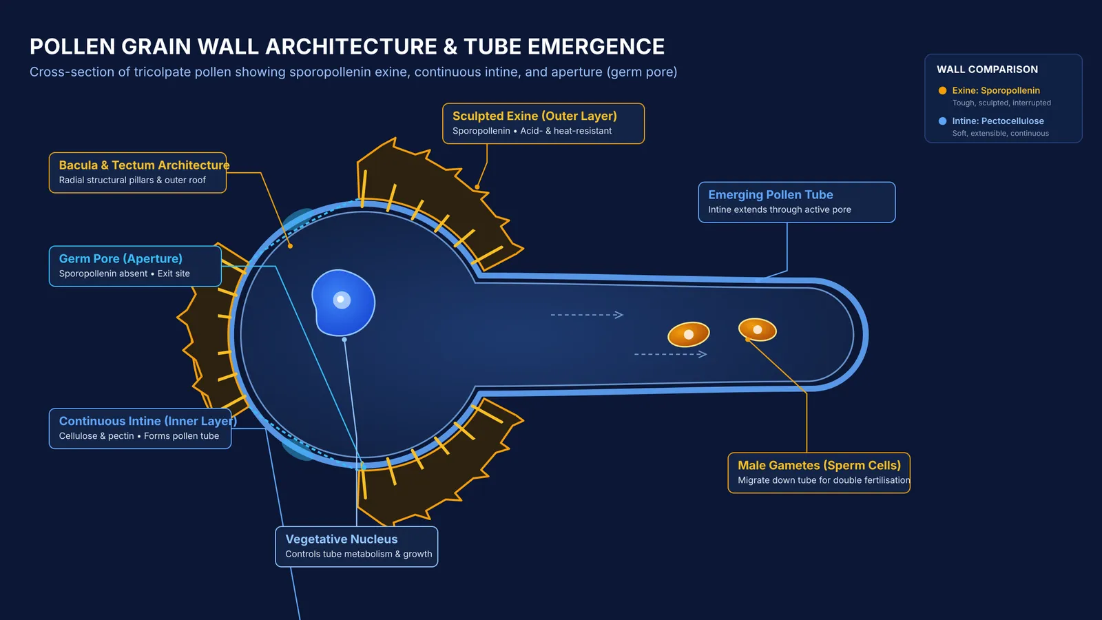 Cross-section of a pollen grain showing exine, intine, germ pores, and emerging tube
