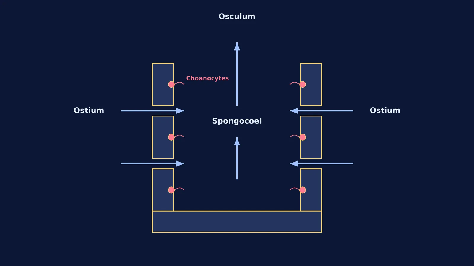 Cross section of a sponge showing water entering ostia and exiting the osculum.