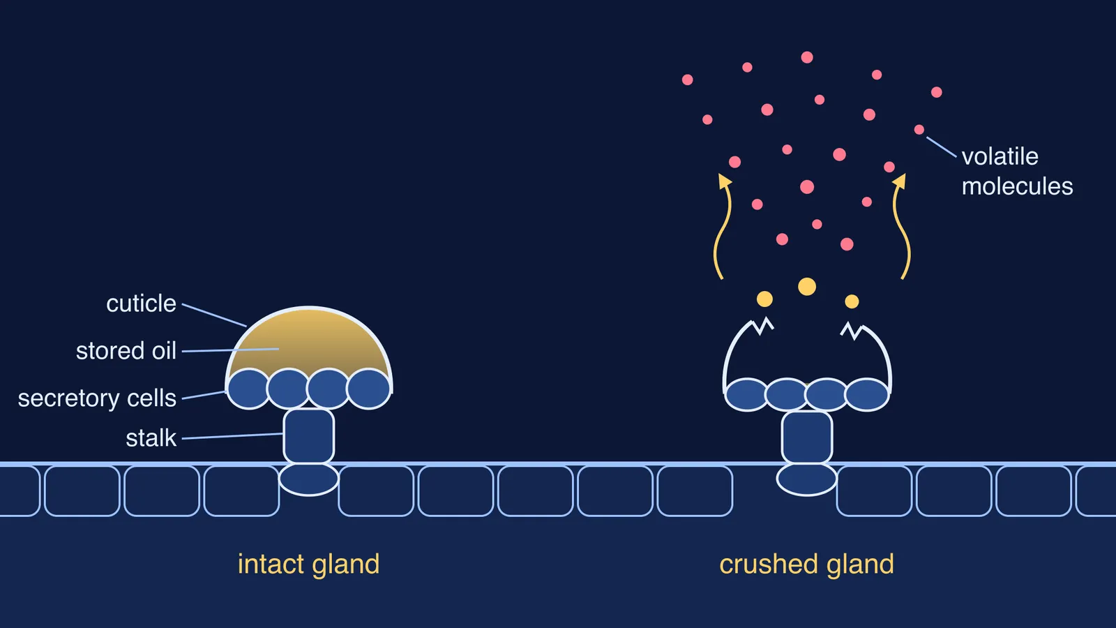 Cross-section of an intact mint oil gland and a crushed one releasing volatile molecules