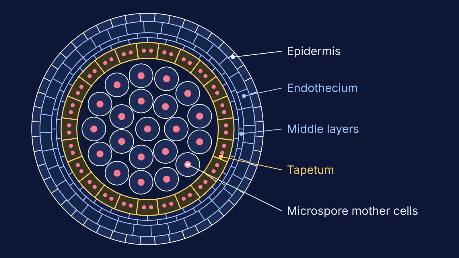 Cross-section of one microsporangium showing epidermis, endothecium, middle layers and tapetum