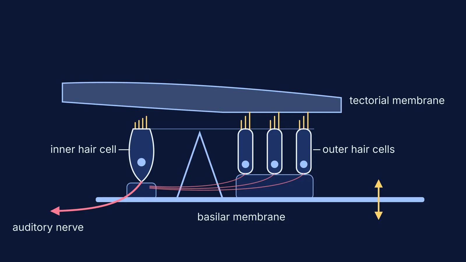 Cross-section of the organ of Corti with inner and outer hair cells