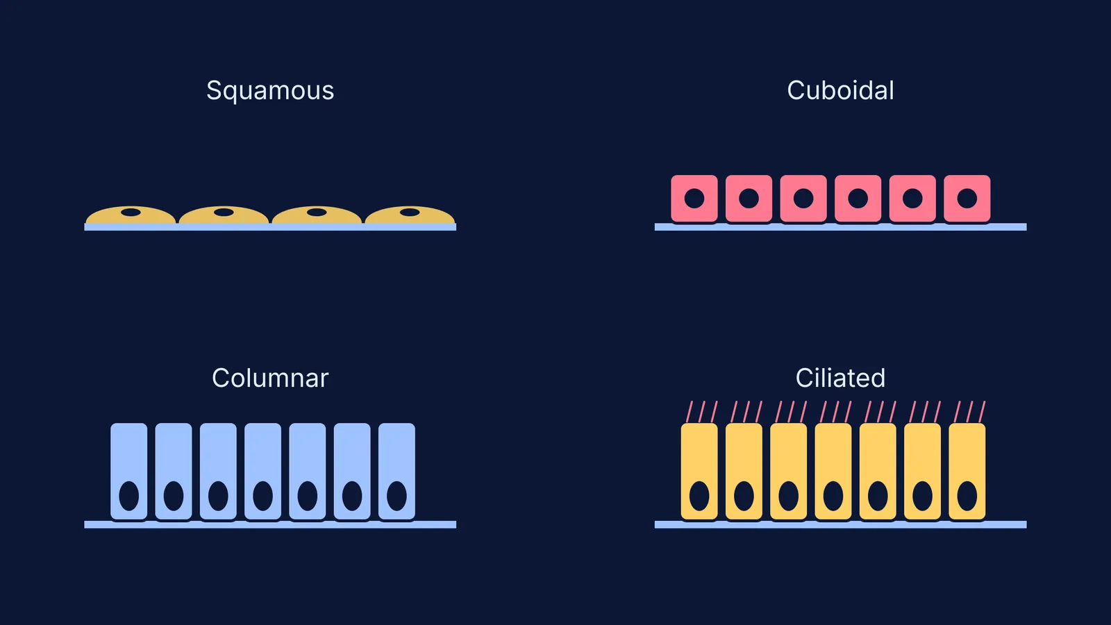 Cross-section schematics of squamous, cuboidal, columnar, and ciliated epithelial cells
