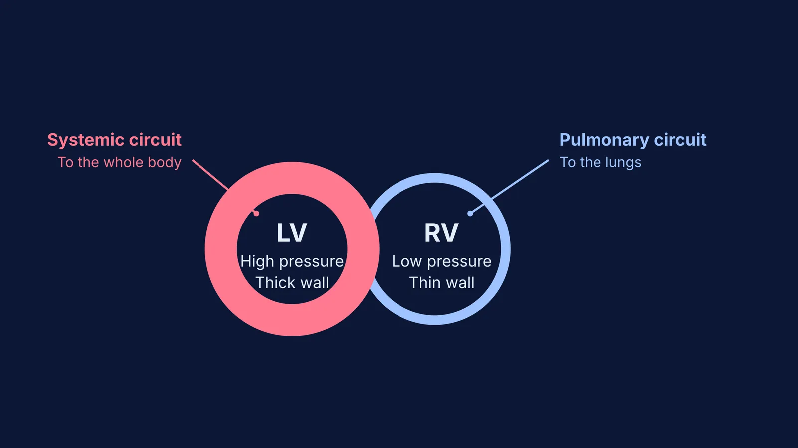 Cross-section showing a thick left ventricle and a thin right ventricle