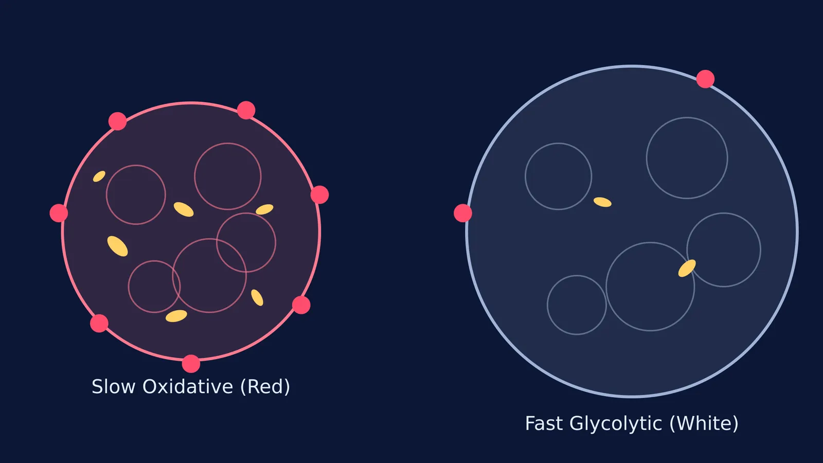 Cross-sectional diagram of red and white muscle fibres