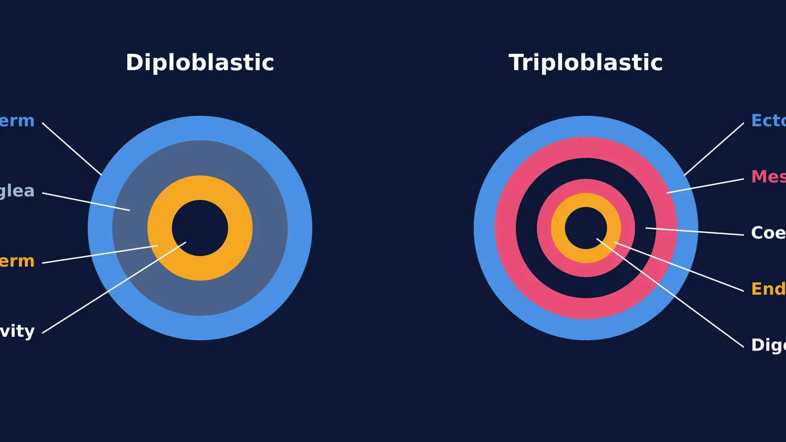 Cross sections comparing diploblastic and triploblastic germ layers