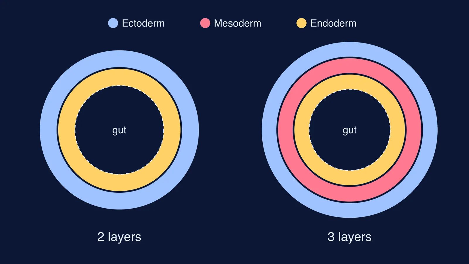 Cross-sections comparing two-layered diploblastic and three-layered triploblastic body plans around a gut