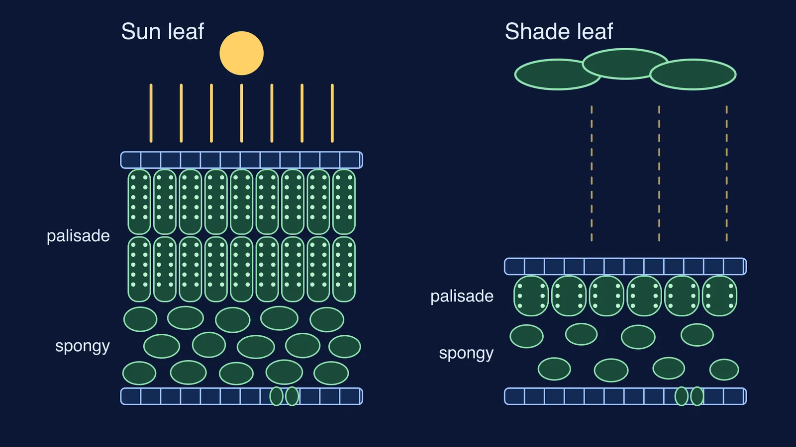 Cross-sections of a thick sun leaf and a thinner shade leaf