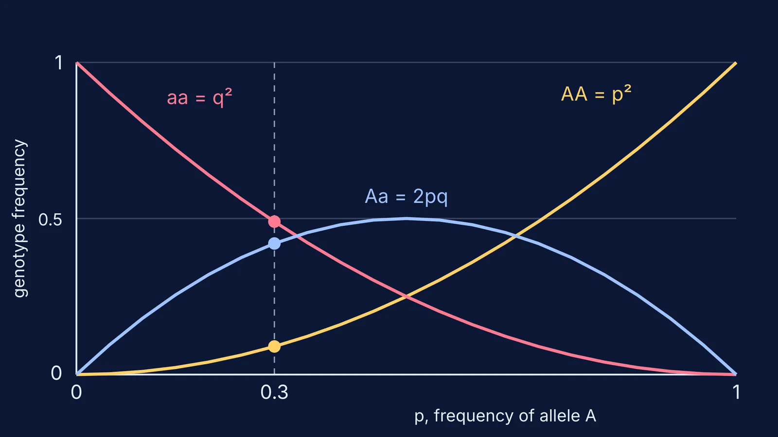 Curves of p², 2pq and q² against allele frequency p