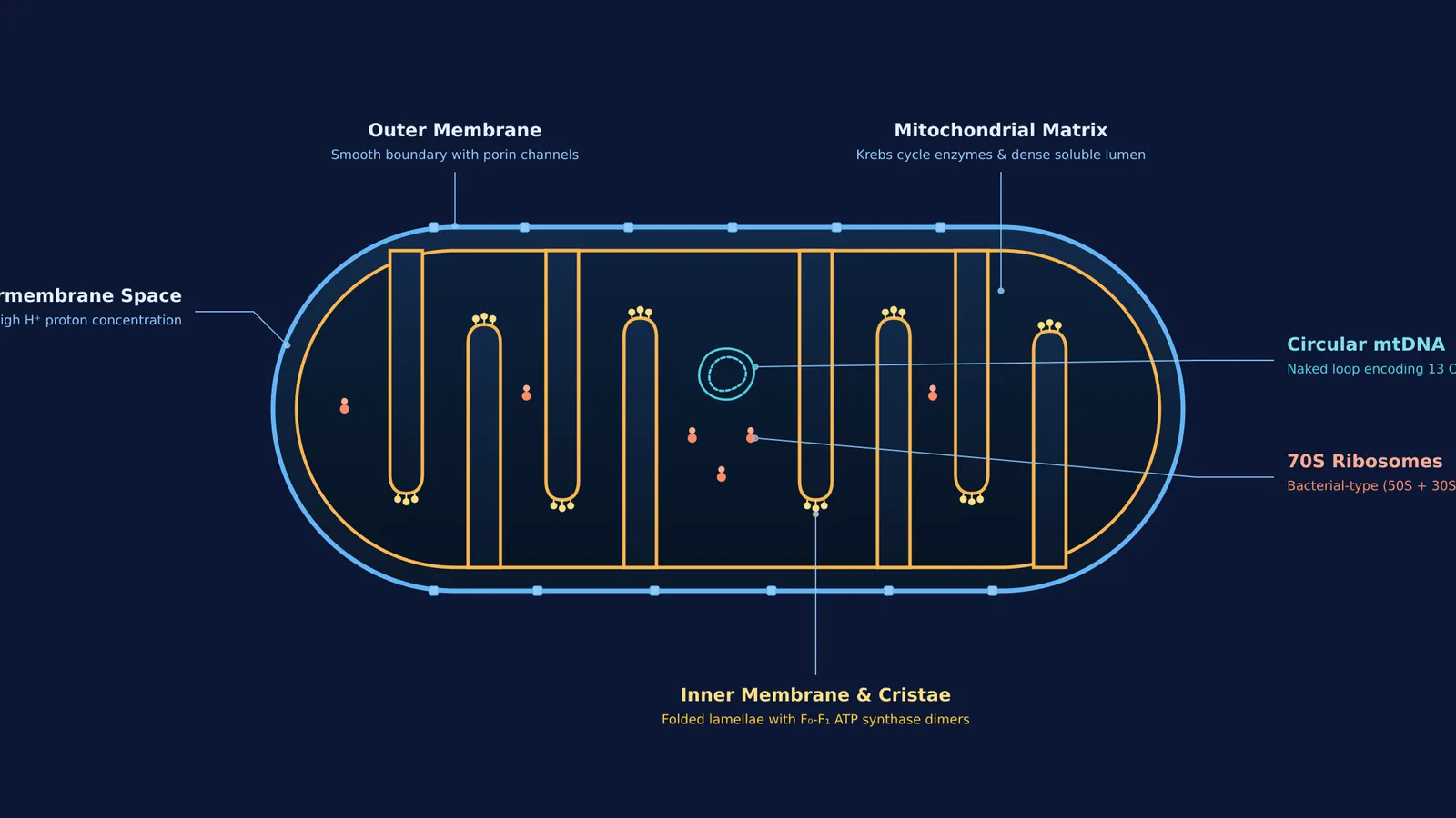 Cutaway diagram of a mitochondrion showing outer membrane, cristae folds, matrix, circular DNA, and ribosomes