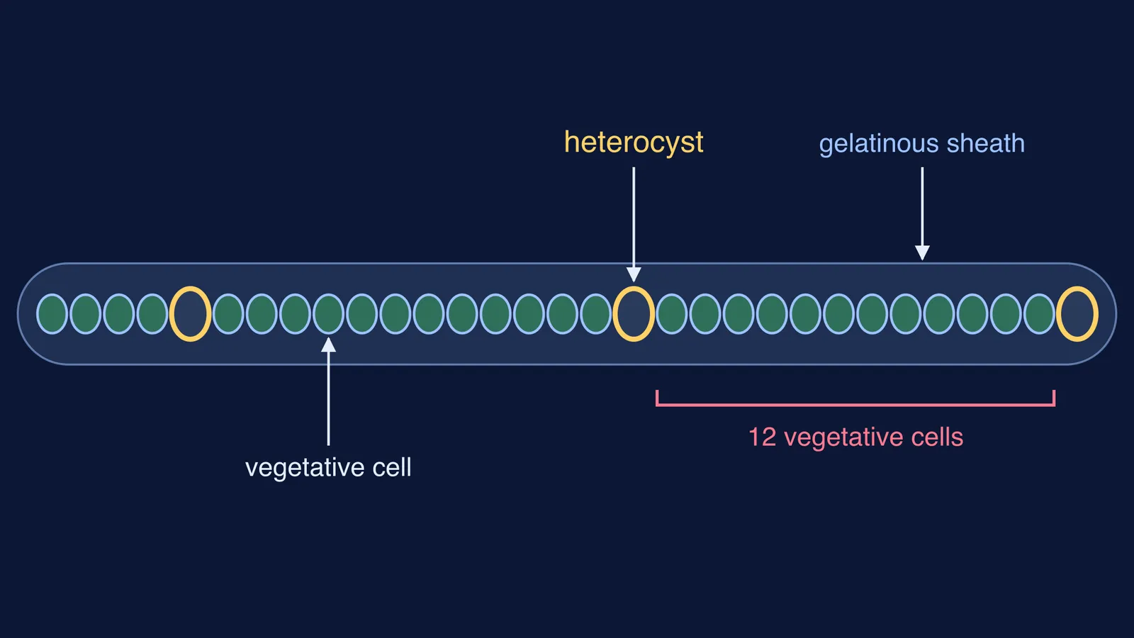 Cyanobacterial filament in a gelatinous sheath with heterocysts between vegetative cells