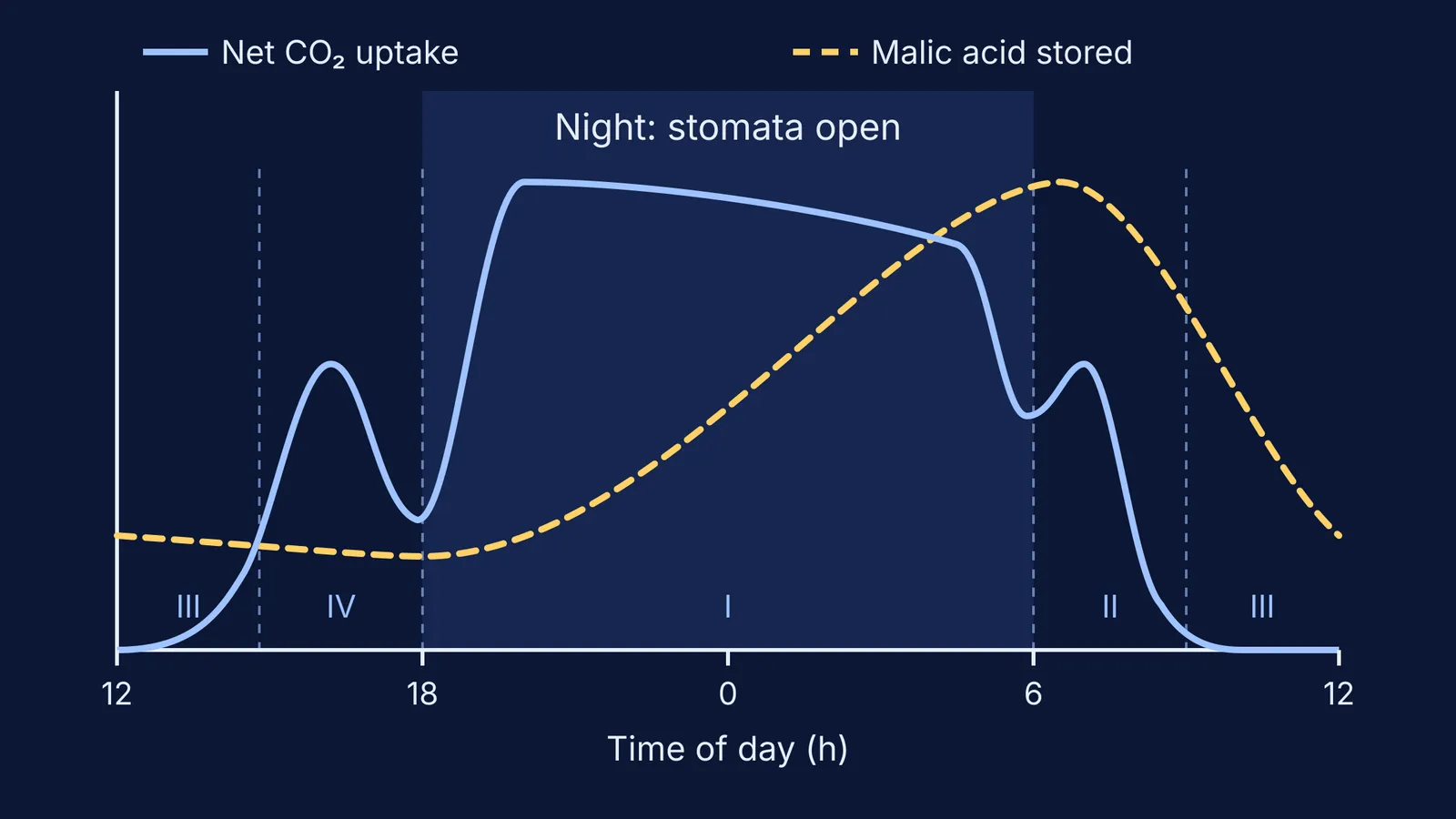 Daily CAM cycle: night CO2 uptake and malic acid rising overnight, four phases