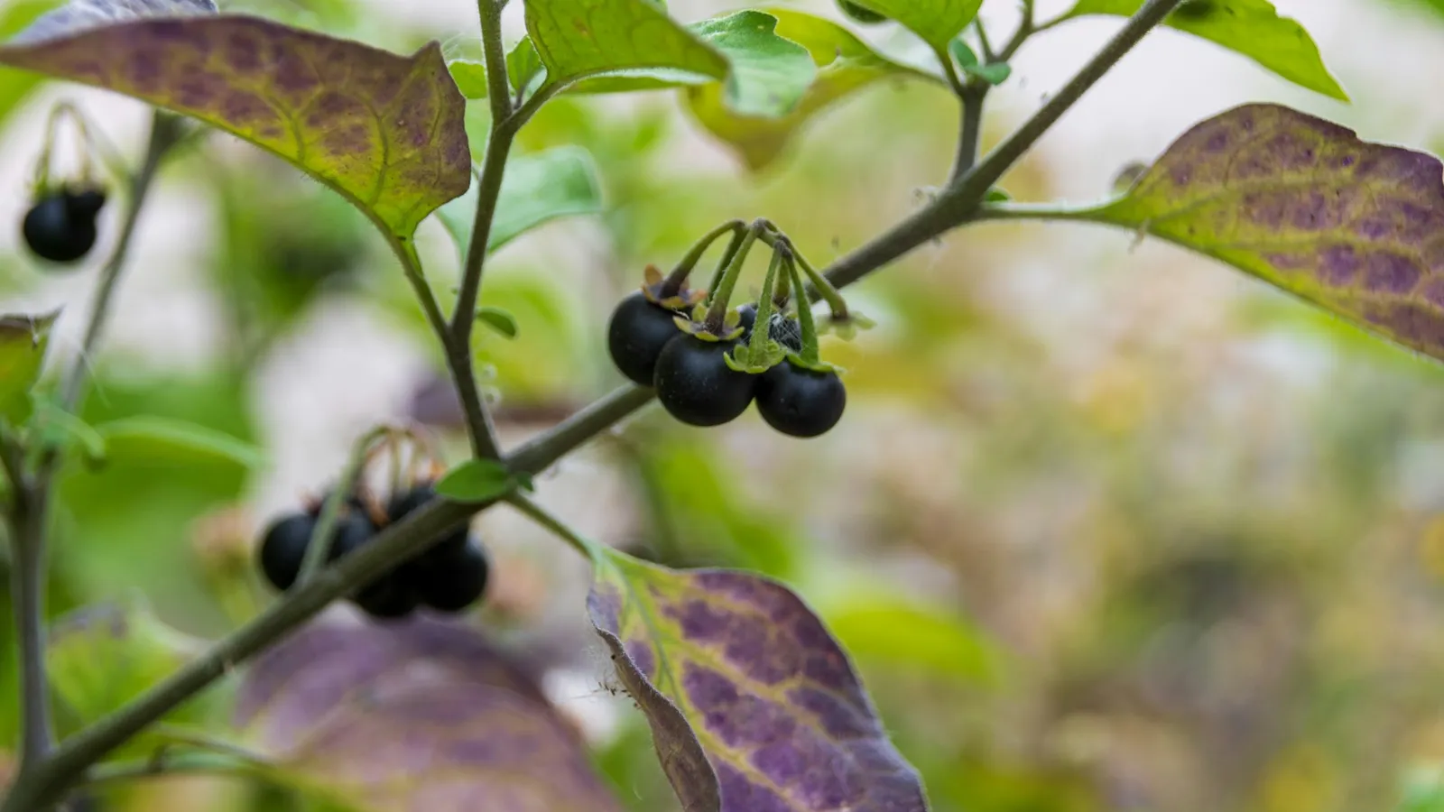 Deadly nightshade plant with dark berries