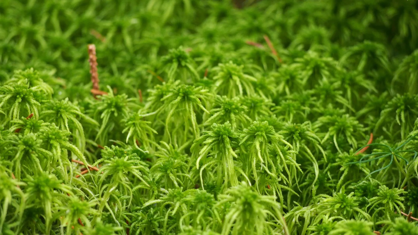 Dense carpet of bright green Sphagnum moss shoots growing close together