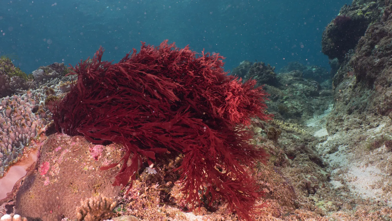 Dense clump of deep red Gracilaria seaweed growing on a coral reef underwater