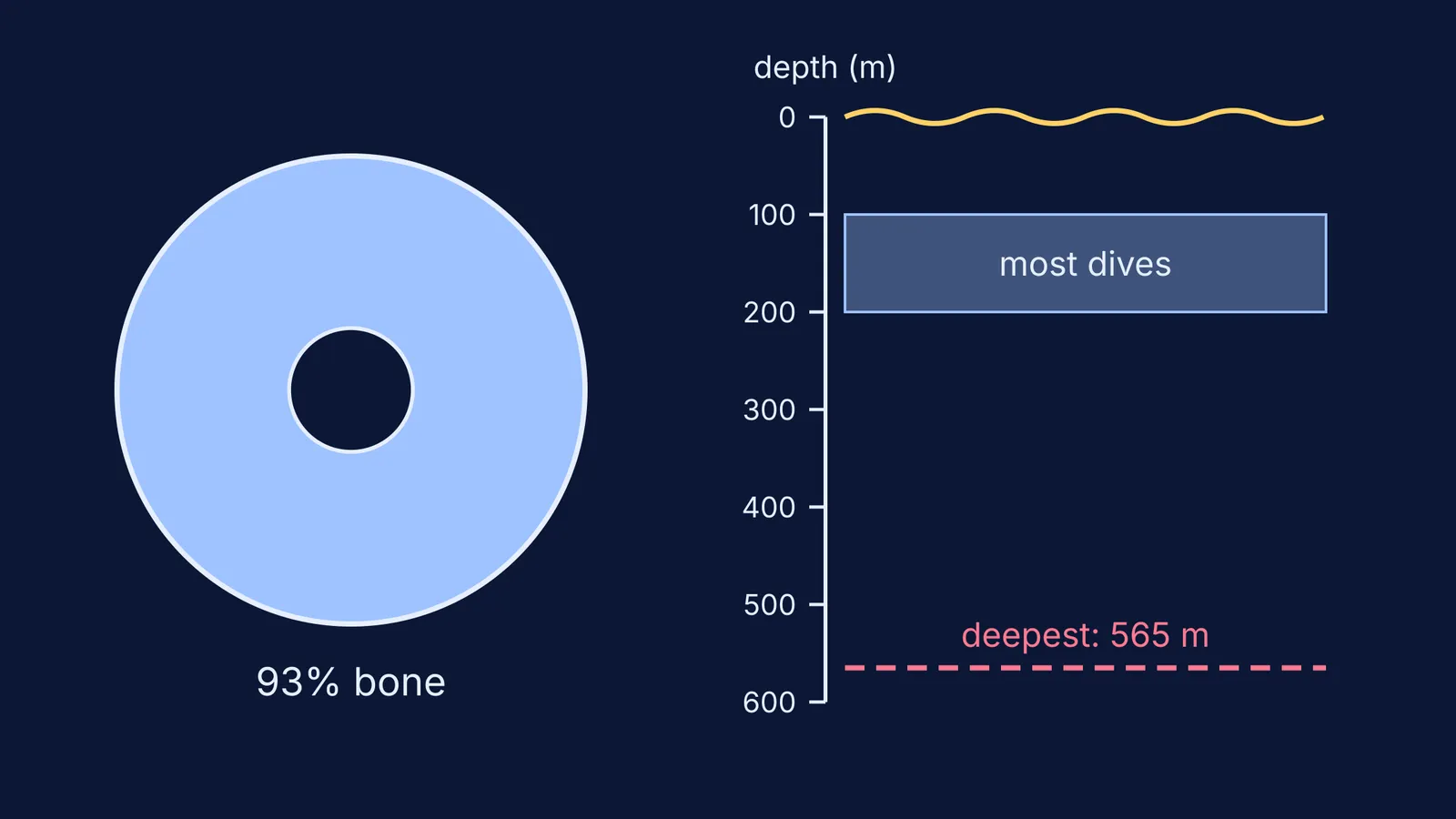 Dense penguin wing-bone cross-section beside an emperor penguin dive-depth scale