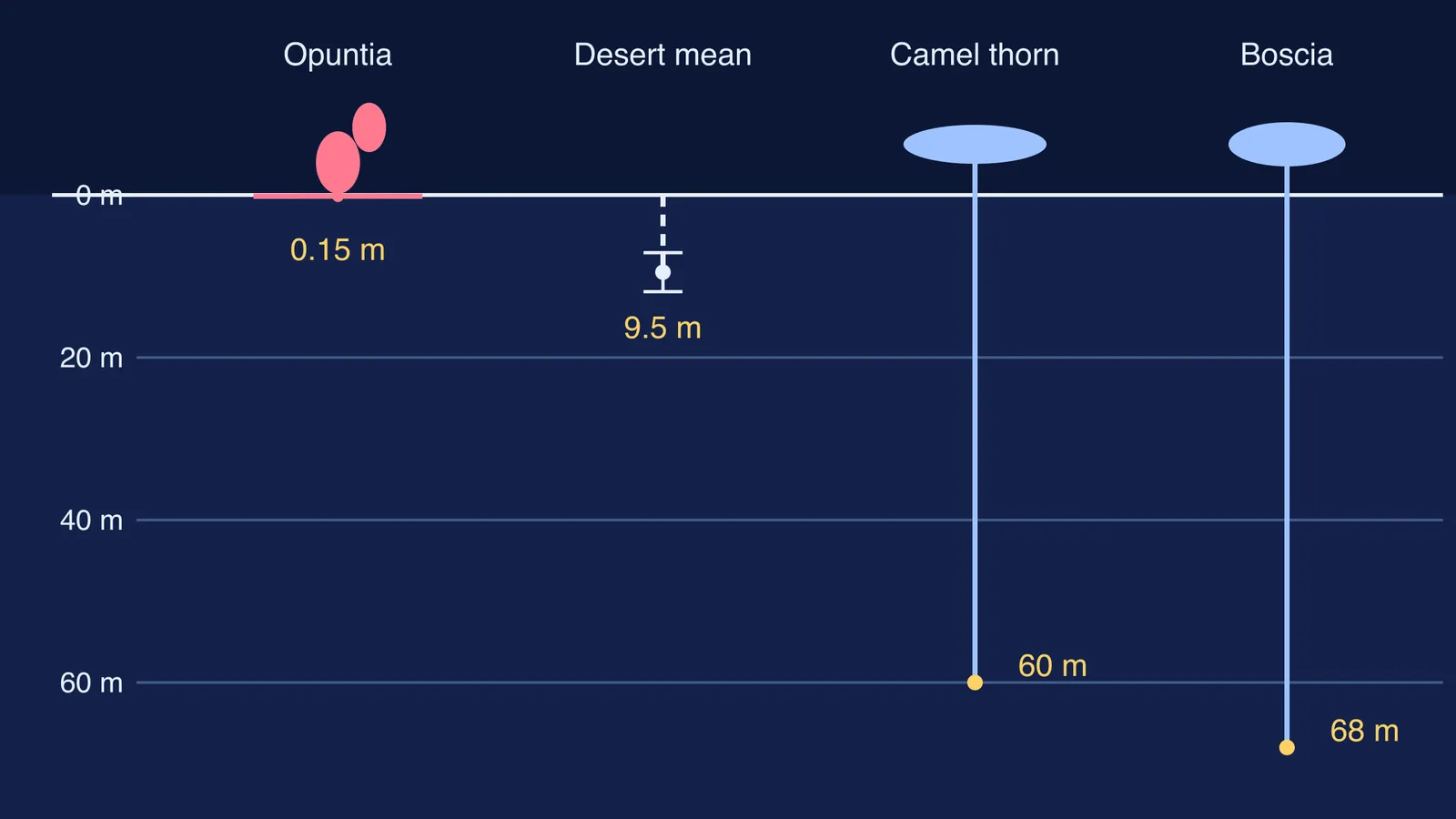 Desert plant root depths to scale, from shallow Opuntia to 68 m Boscia