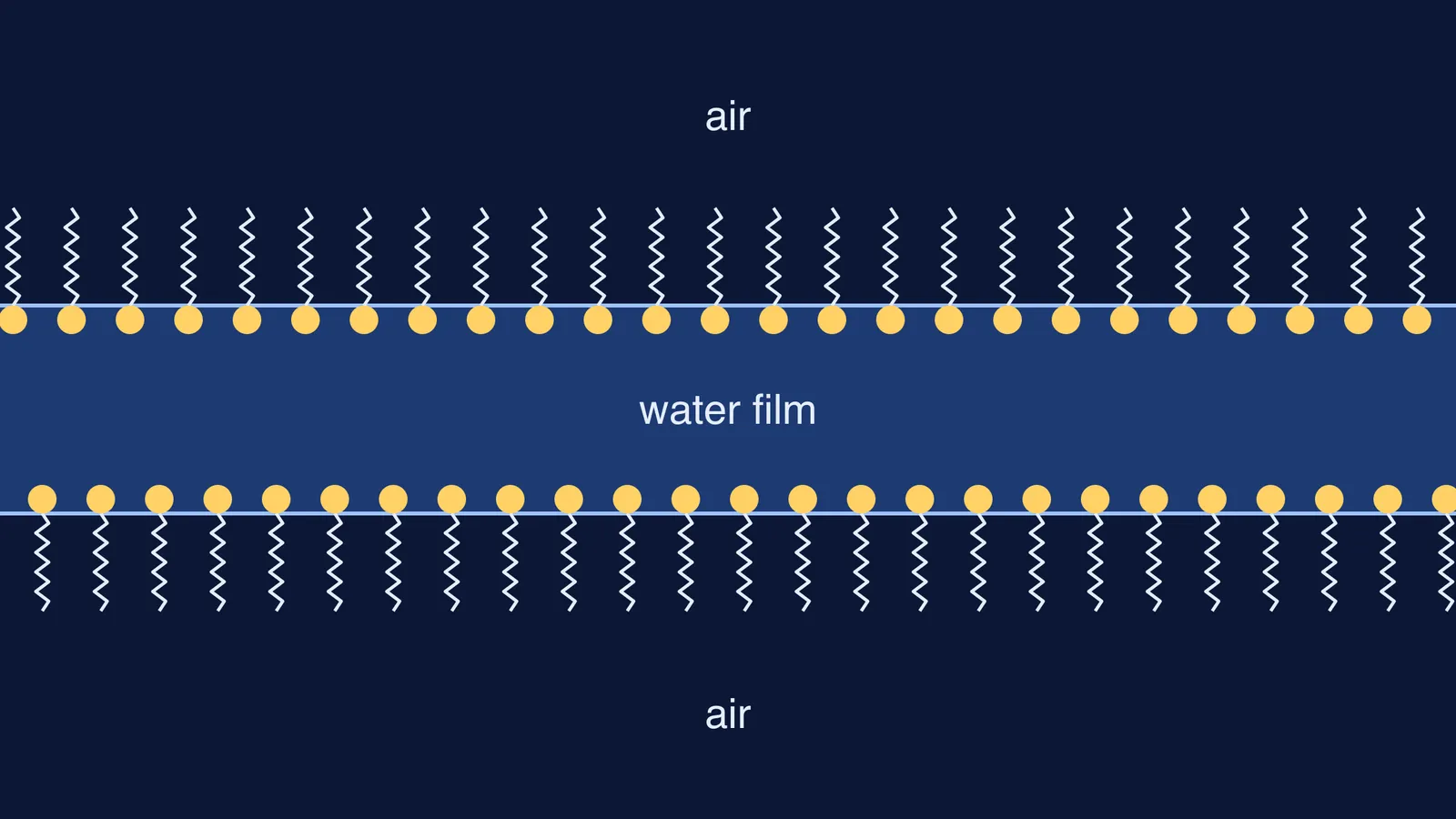 Detergent molecules lining both surfaces of a thin water film between air
