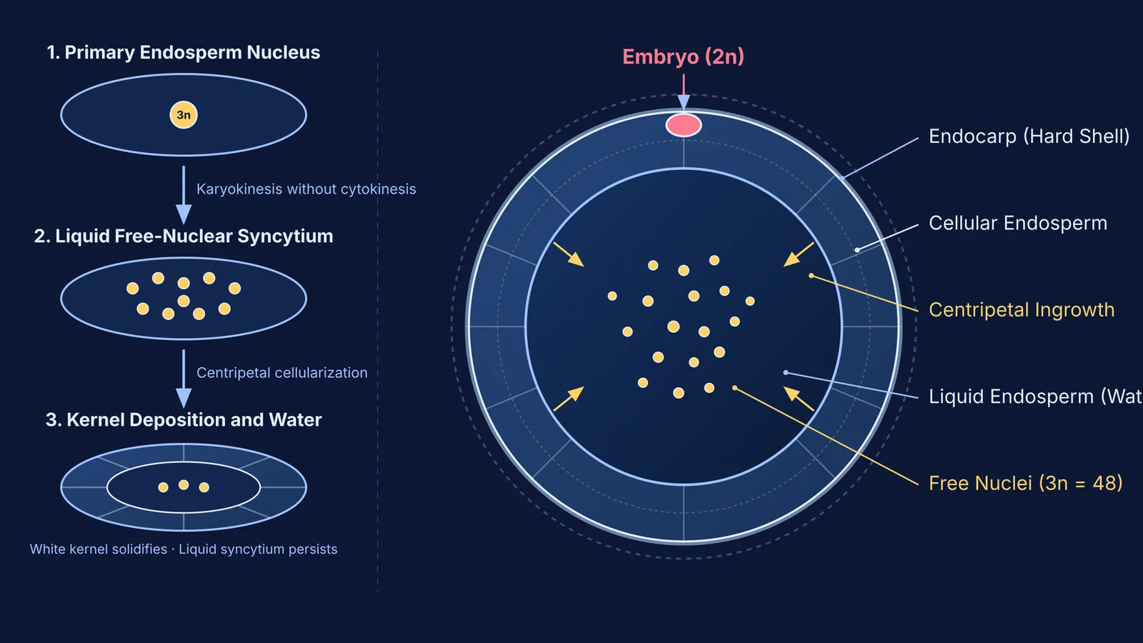 Development and anatomical cross-section of coconut free-nuclear and cellular endosperm