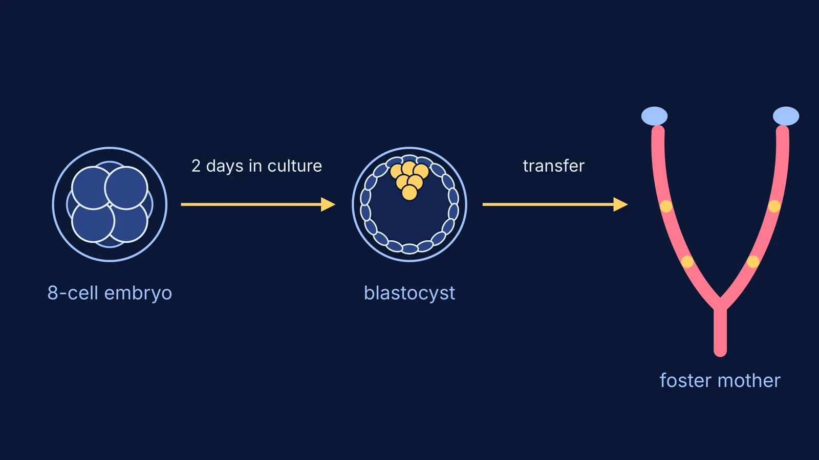 Diagram: 8-cell mouse embryo cultured to a blastocyst, then transferred to a uterus