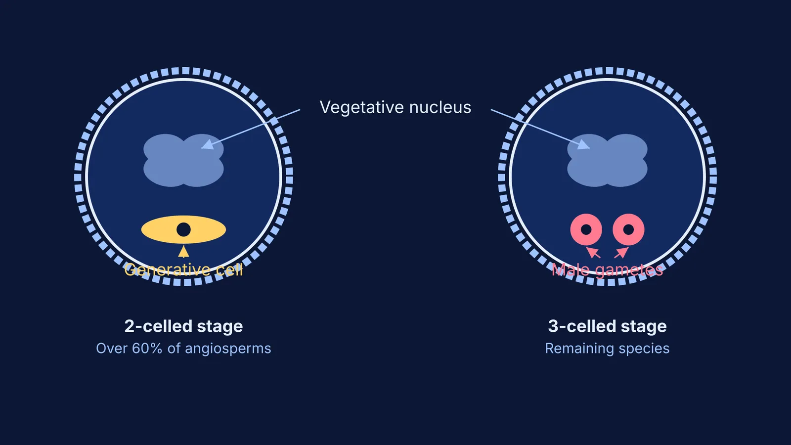 Diagram comparing 2-celled and 3-celled pollen stages