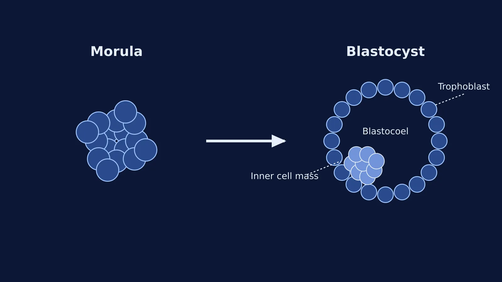 Diagram comparing a 16-cell solid morula to a hollow blastocyst.