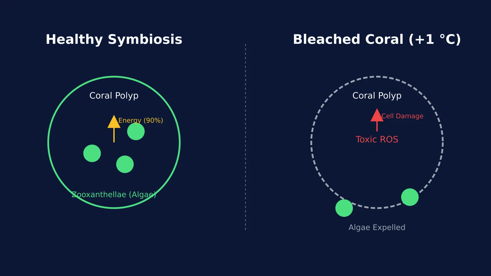 Diagram comparing a healthy coral symbiosis with 90% energy transfer to a bleached coral with toxic ROS