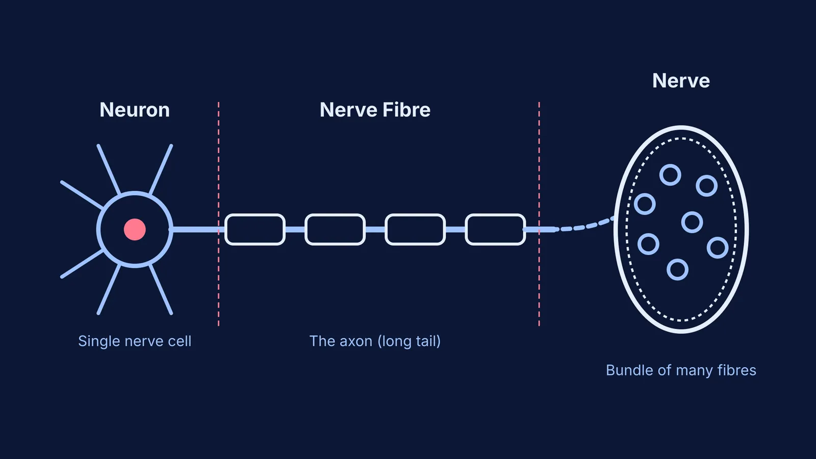 Diagram comparing a neuron, a nerve fibre, and a nerve.