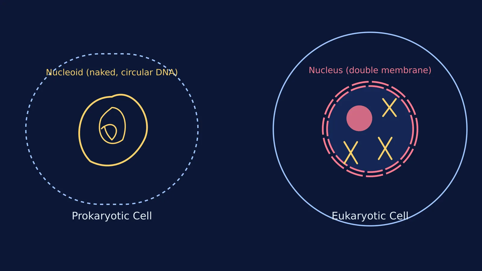 Diagram comparing a nucleoid in a prokaryotic cell with a nucleus in a eukaryotic cell
