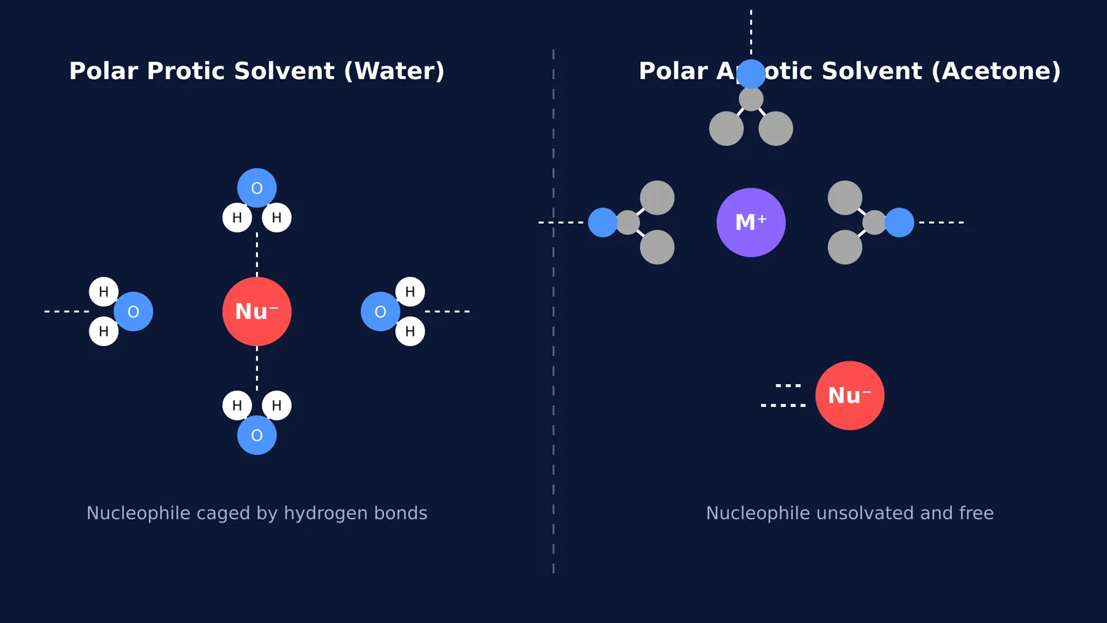 Diagram comparing a nucleophile caged by water with a free nucleophile in acetone