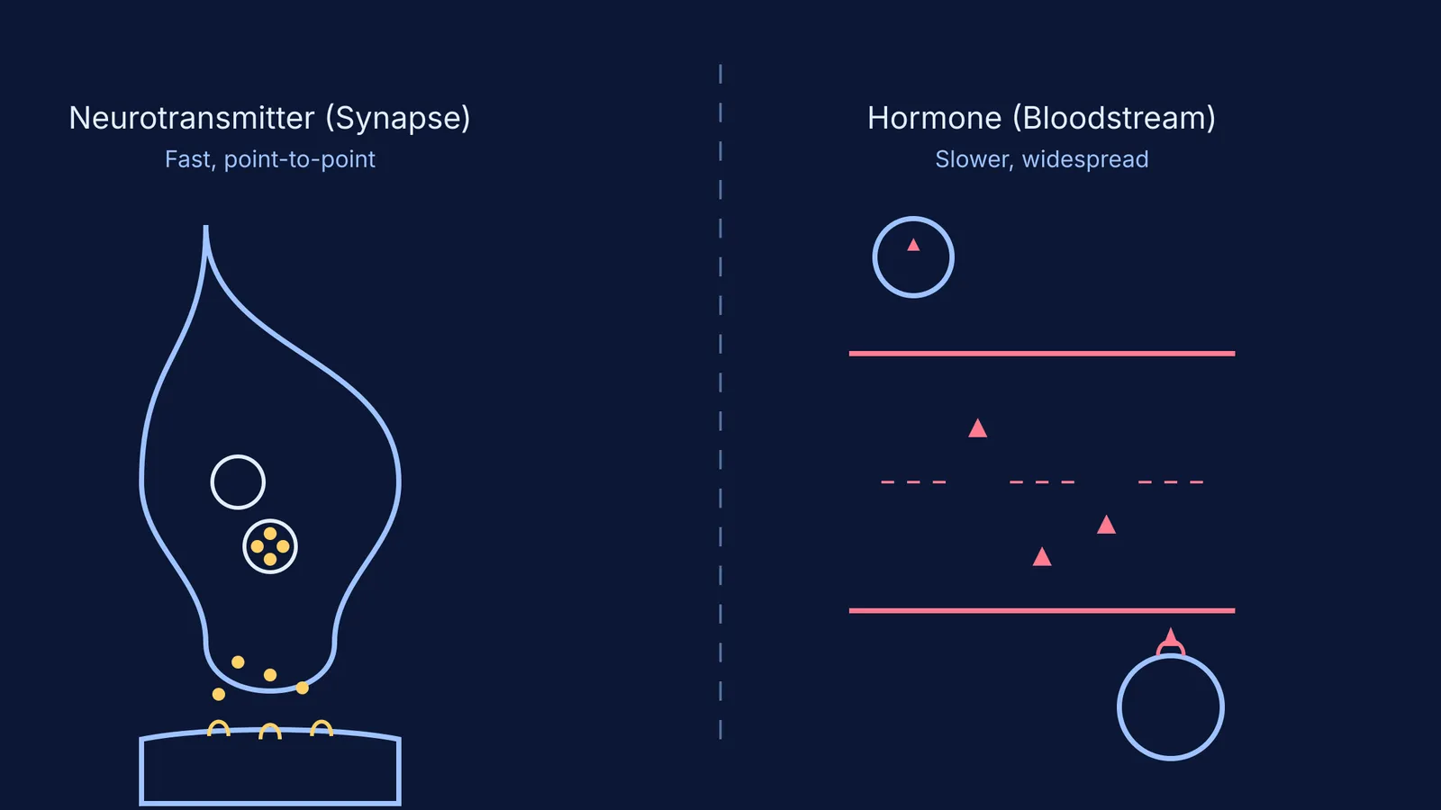 Diagram comparing a synapse and a bloodstream