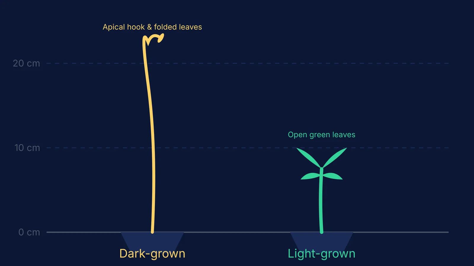 Diagram comparing a tall yellow dark-grown seedling to a short green light-grown seedling.