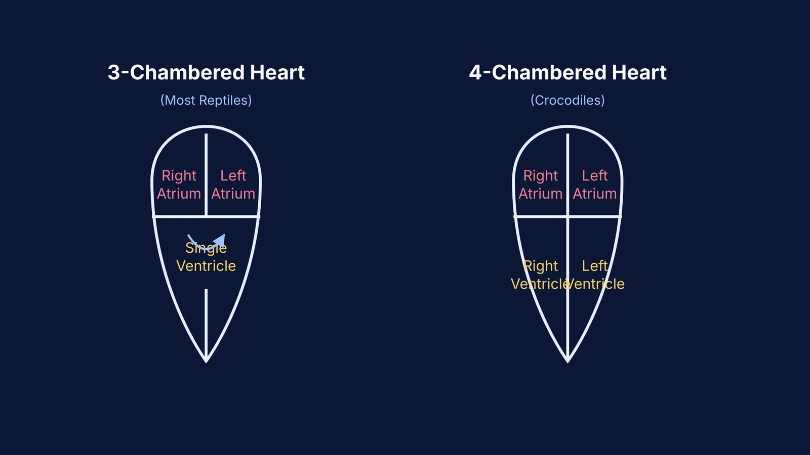 Diagram comparing a three-chambered reptile heart and a four-chambered crocodile heart