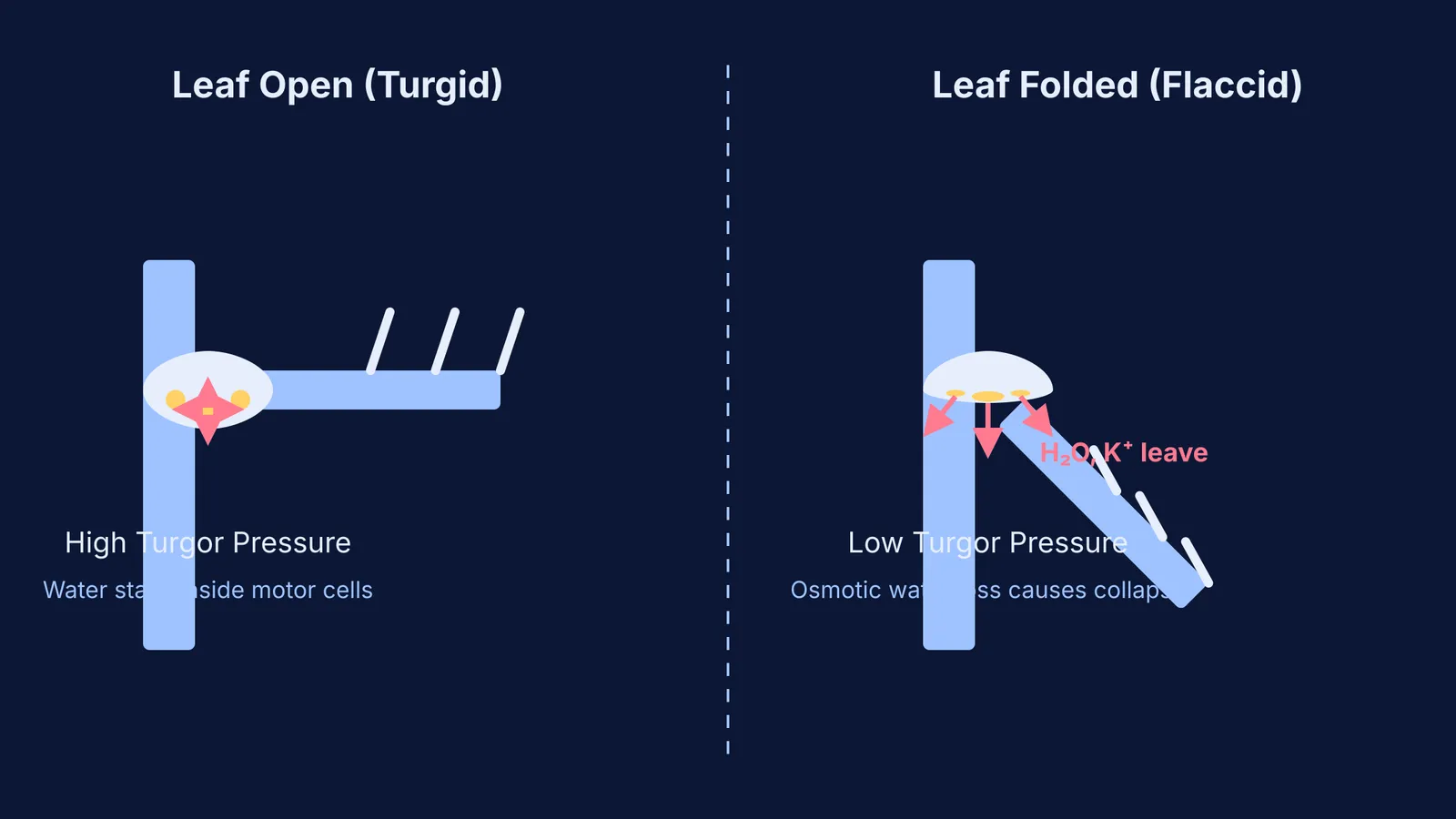 Diagram comparing a turgid pulvinus holding a leaf open and a flaccid pulvinus dropping a folded leaf