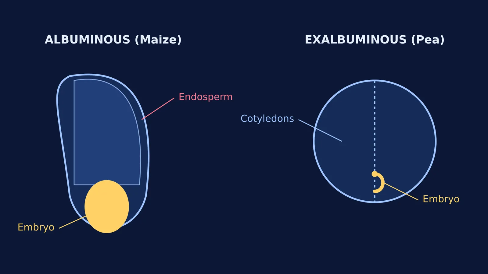 Diagram comparing an albuminous maize seed and an exalbuminous pea seed.