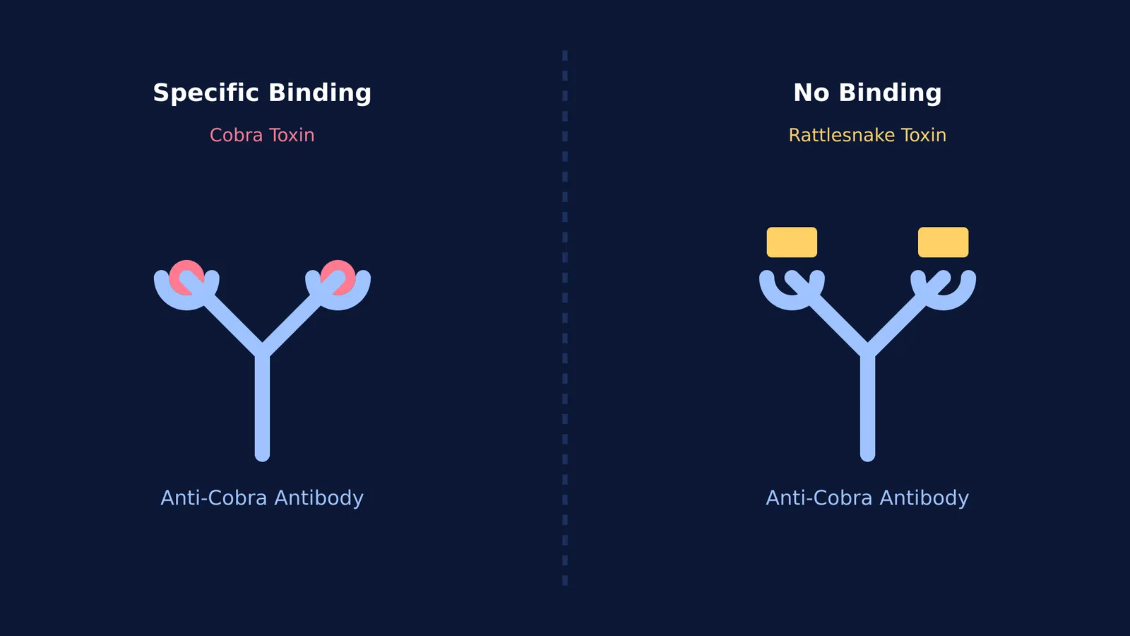 Diagram comparing an antibody binding to a round cobra toxin but unable to bind to a rectangular rattlesnake toxin.