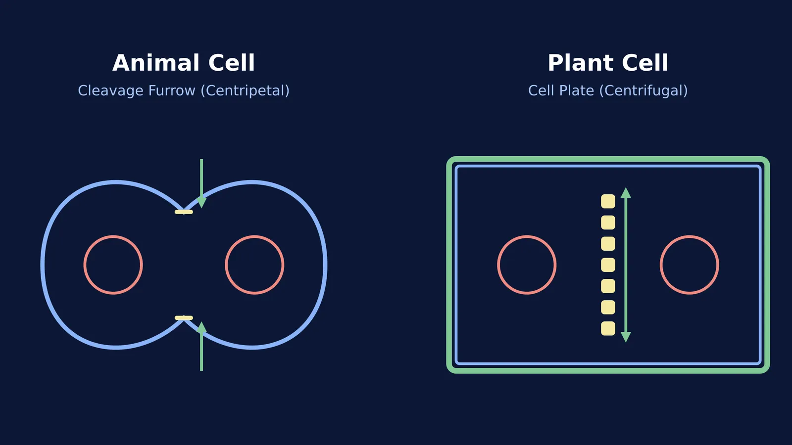 Diagram comparing animal cleavage furrow with plant cell plate